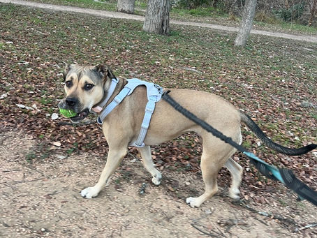 Taking Izzy on a walk in the park, right around the corner from Big Little Paws in Austin TX!