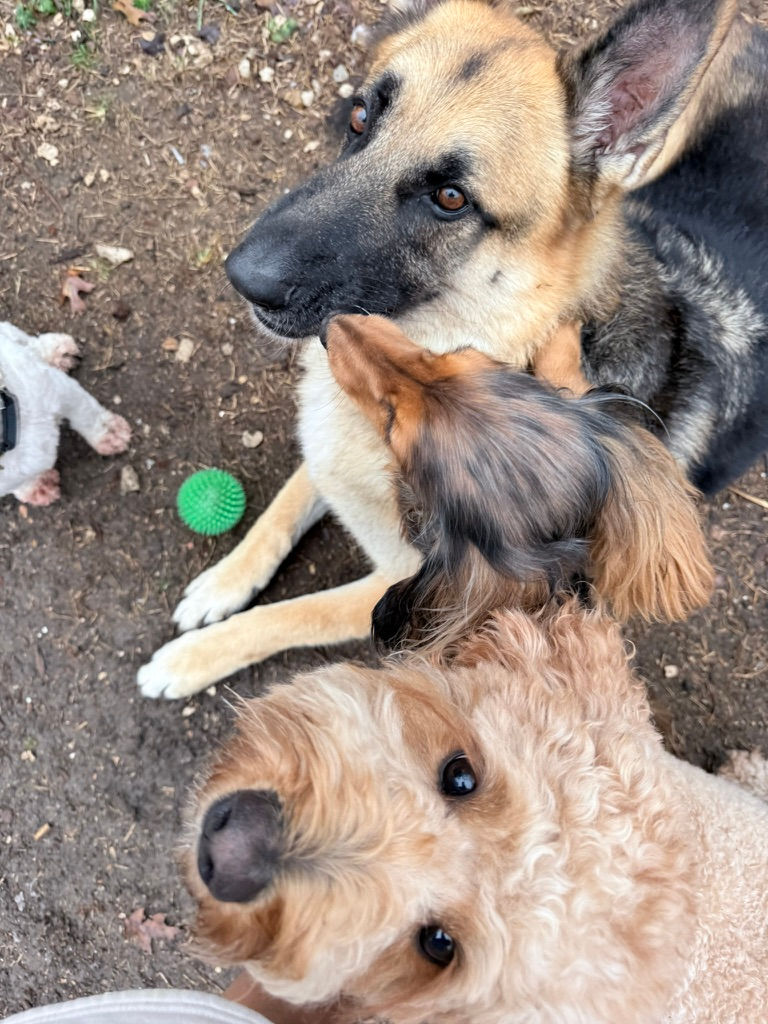 Big dogs and little dogs hanging out at daycare - Big Little Paws, in Austin TX