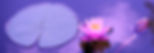 lotus-g178770a89_1920_edited_edited_edited.jpg