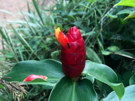 NEW BEGINNINGS AND BLOSSOMS IN NATURE