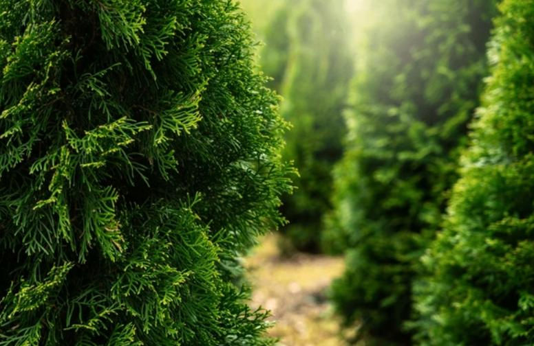 THE YEW TREE