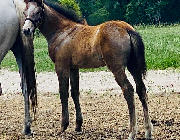 Nash Hesster 20 foal.jpg