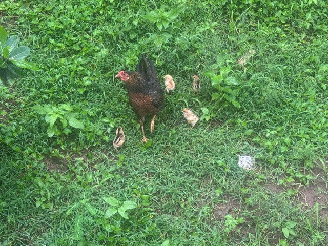 We saved these peepers from a drainage ditch and returned them to mom...could have had boat chickens!