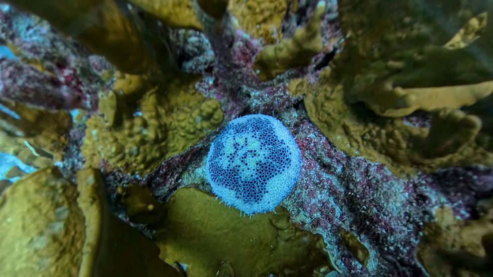 Beautiful white sea biscuit, Clypeaster genus