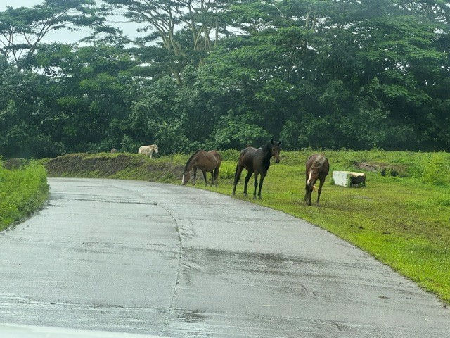 Free range horses Hiva Oa