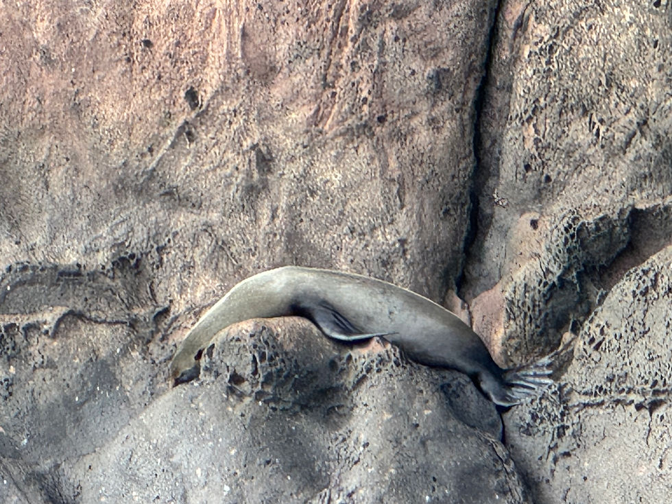 seal sleeping on the rocky ledges