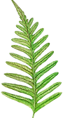 Green fern leaf