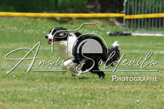 DISCDOG02852.jpg