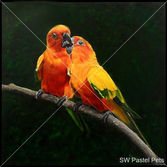 fine art print of two parrots canoodling
