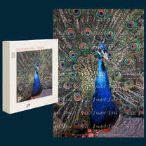 puzzle of a peacock displaying his tail feathers