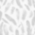 scattered feathers.jpg