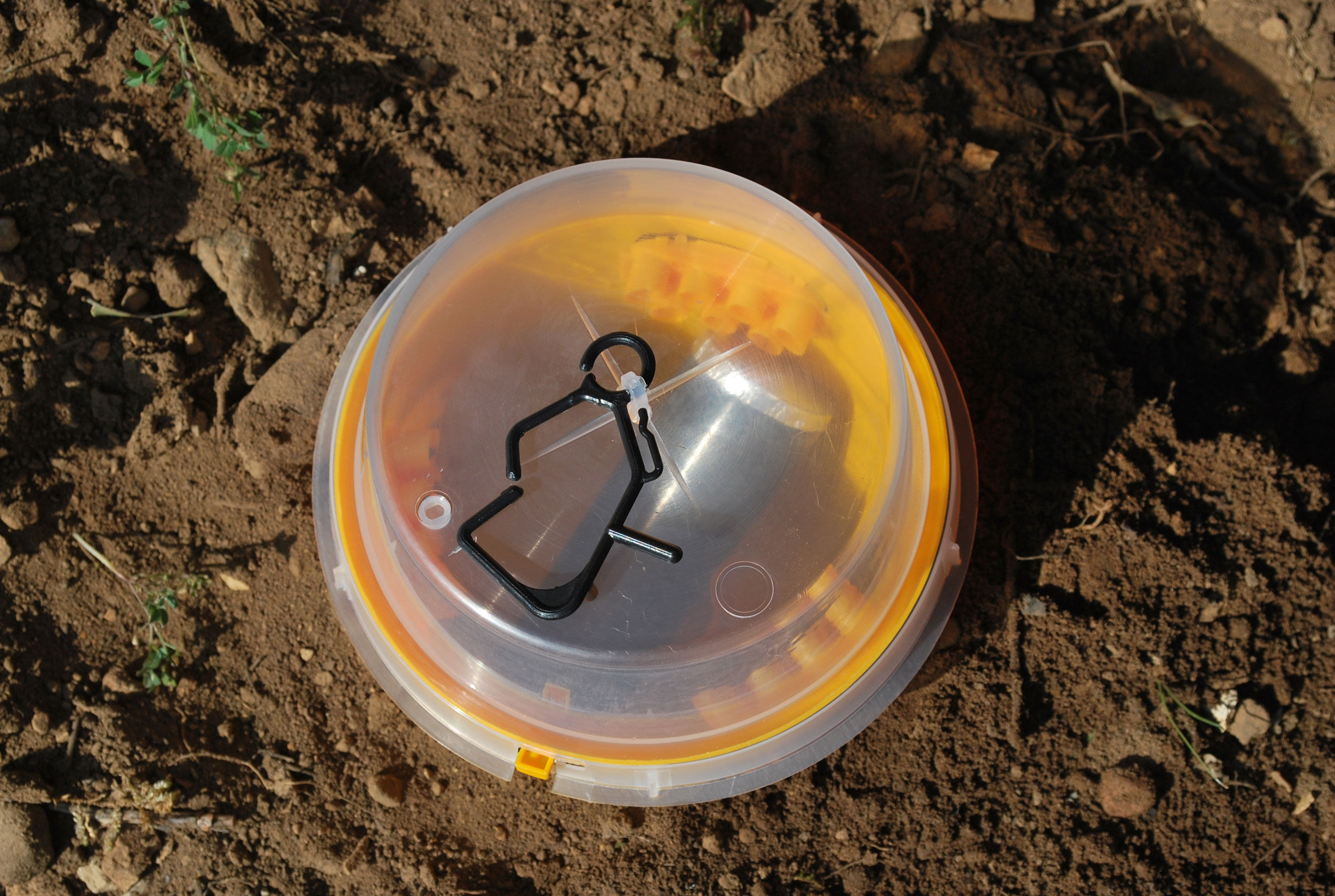 Pièges à liodes "Hemitrap" vue de face.