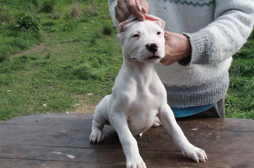 Cachorro dogo macho cinta roja.JPG