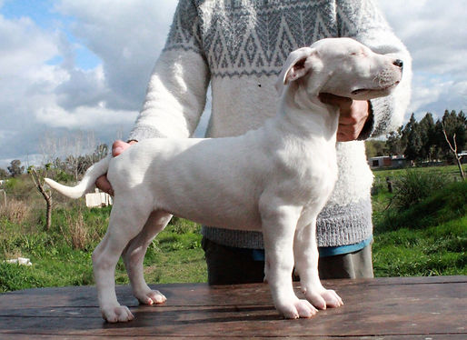 Cachorro dogo hembra cinta verde.JPG