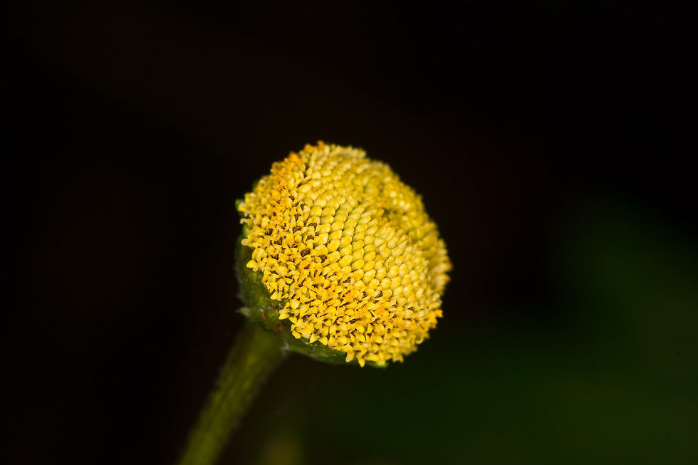 FLOR 009