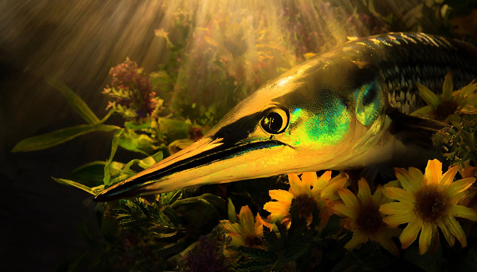 ST BARRACUDA AI 0001