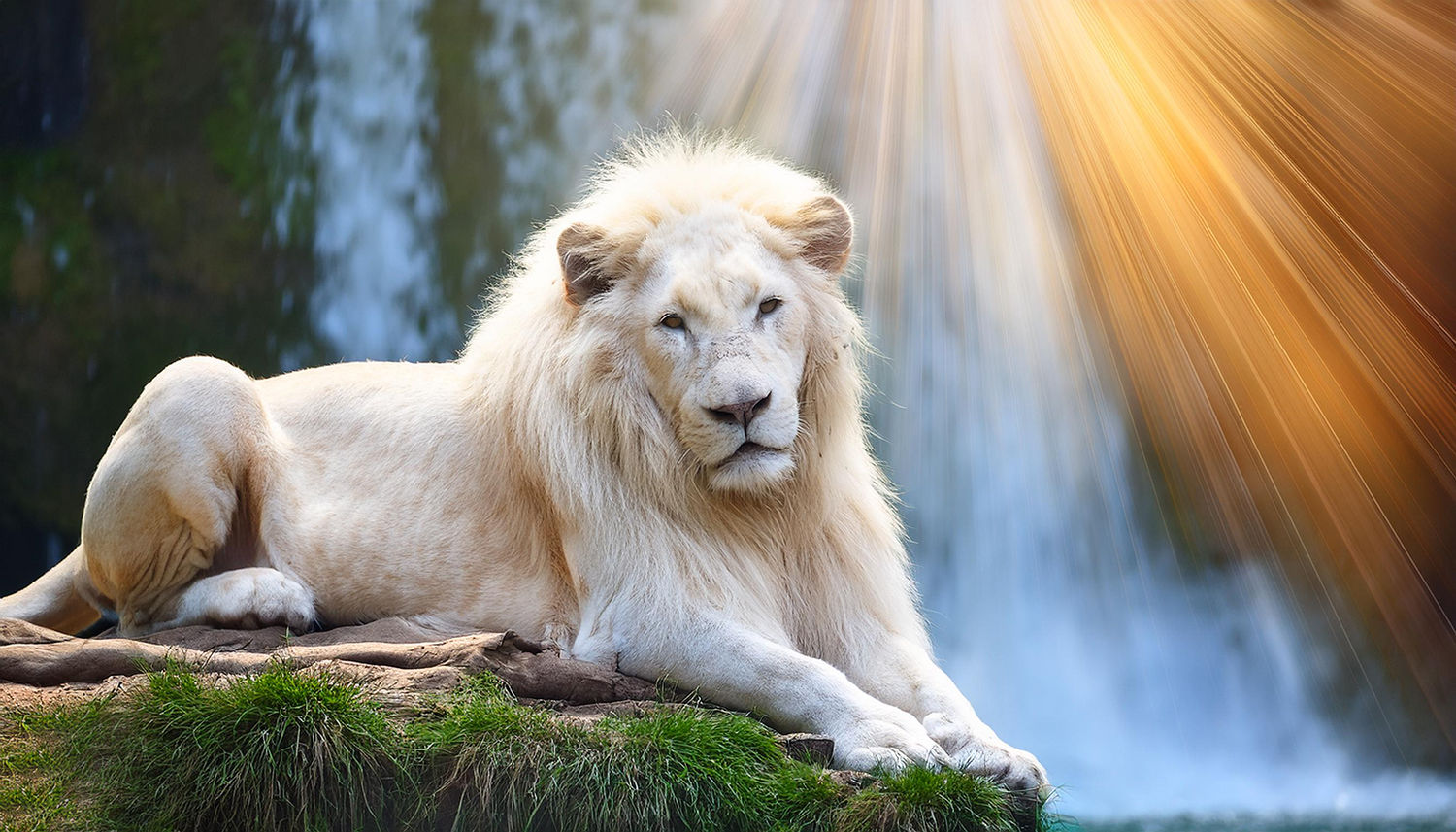 ST ANIMAL ALBINO 0026