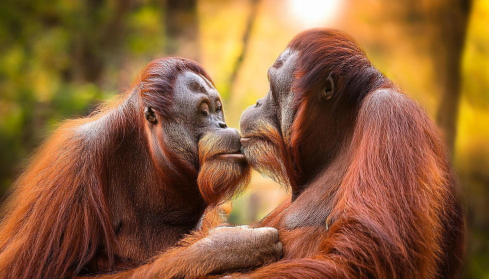 ST BEIJO MACACOS AI 0029