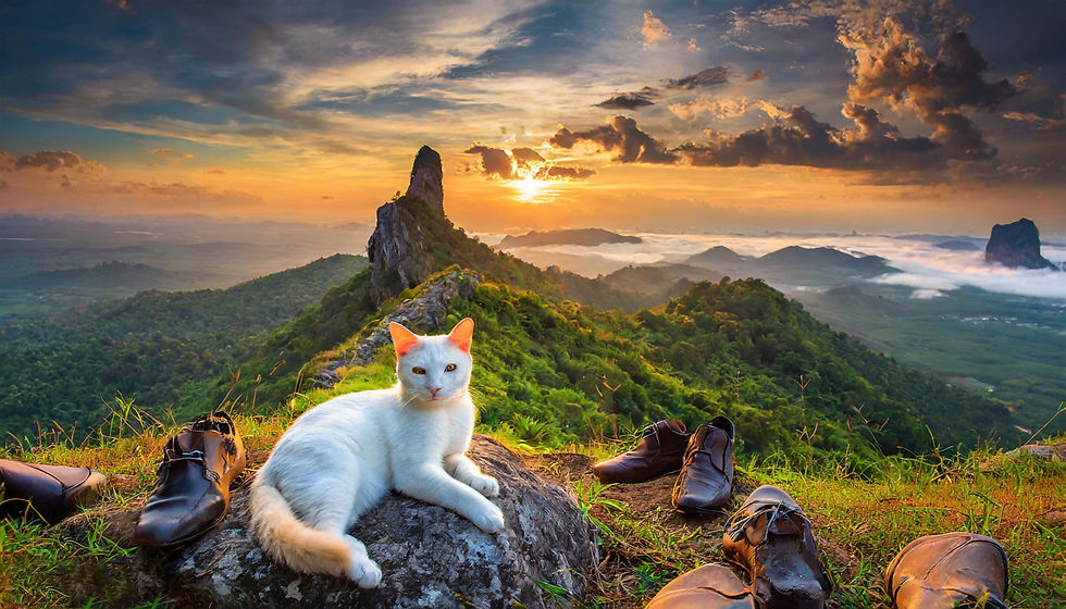 ST GATO MONTANHA PORDOSOL A1 0013