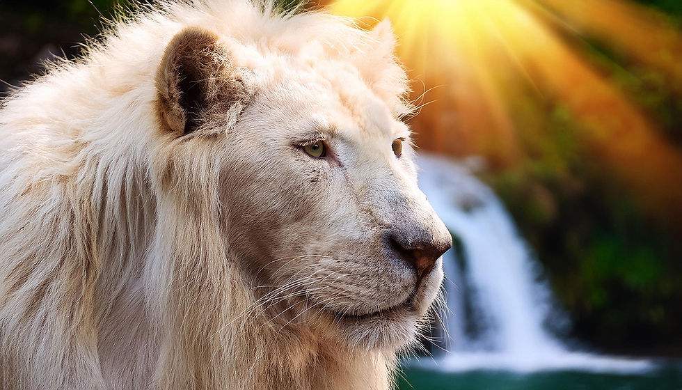 ST ANIMAL ALBINO 0025