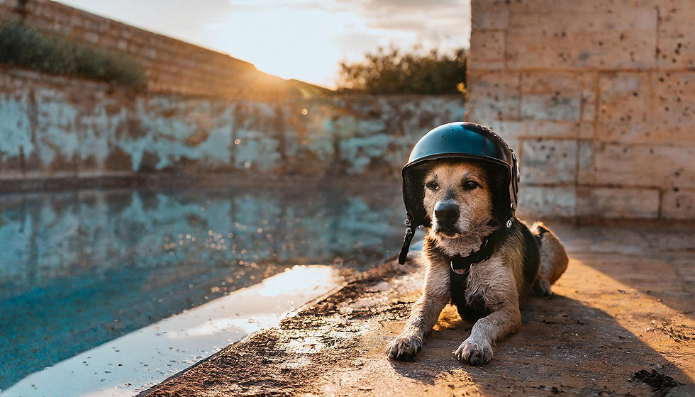 ST CACHORRO CHAPEU 0003