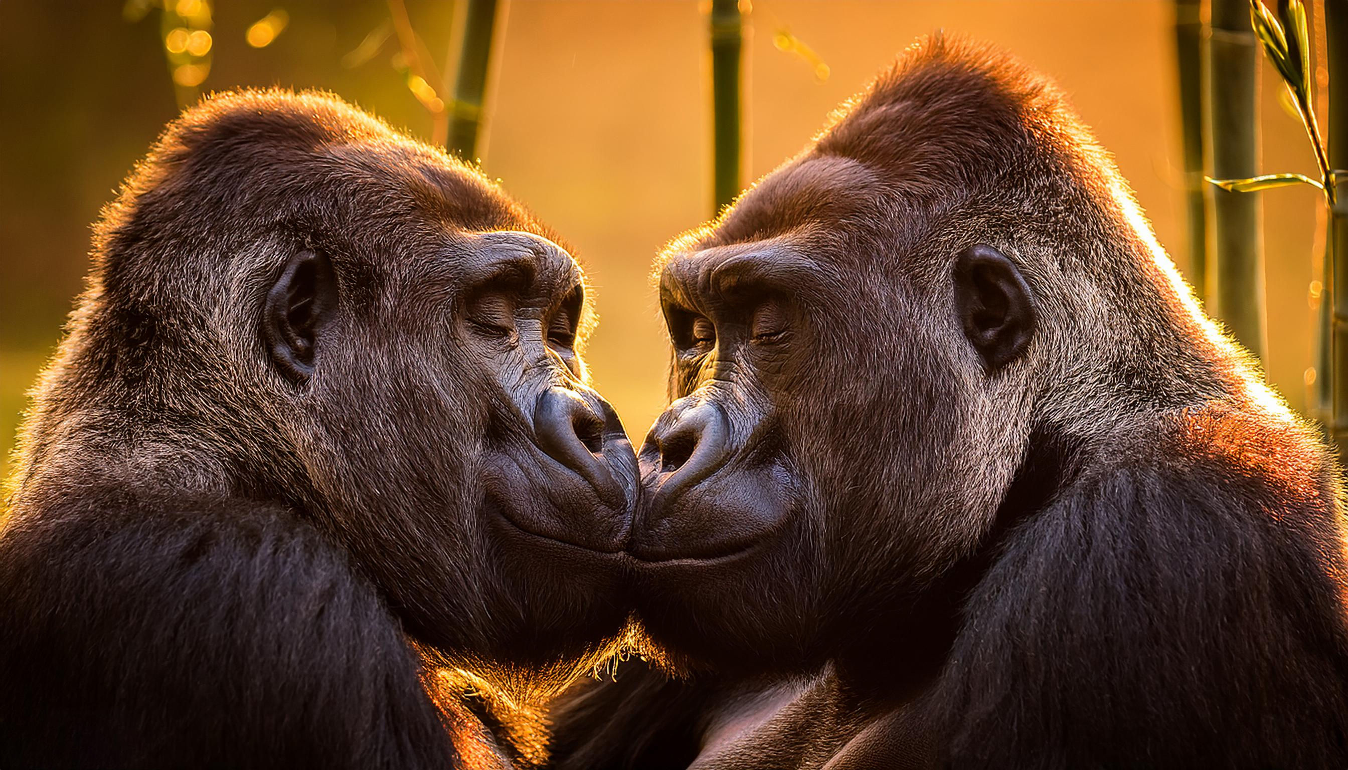 ST BEIJO MACACOS AI 0013