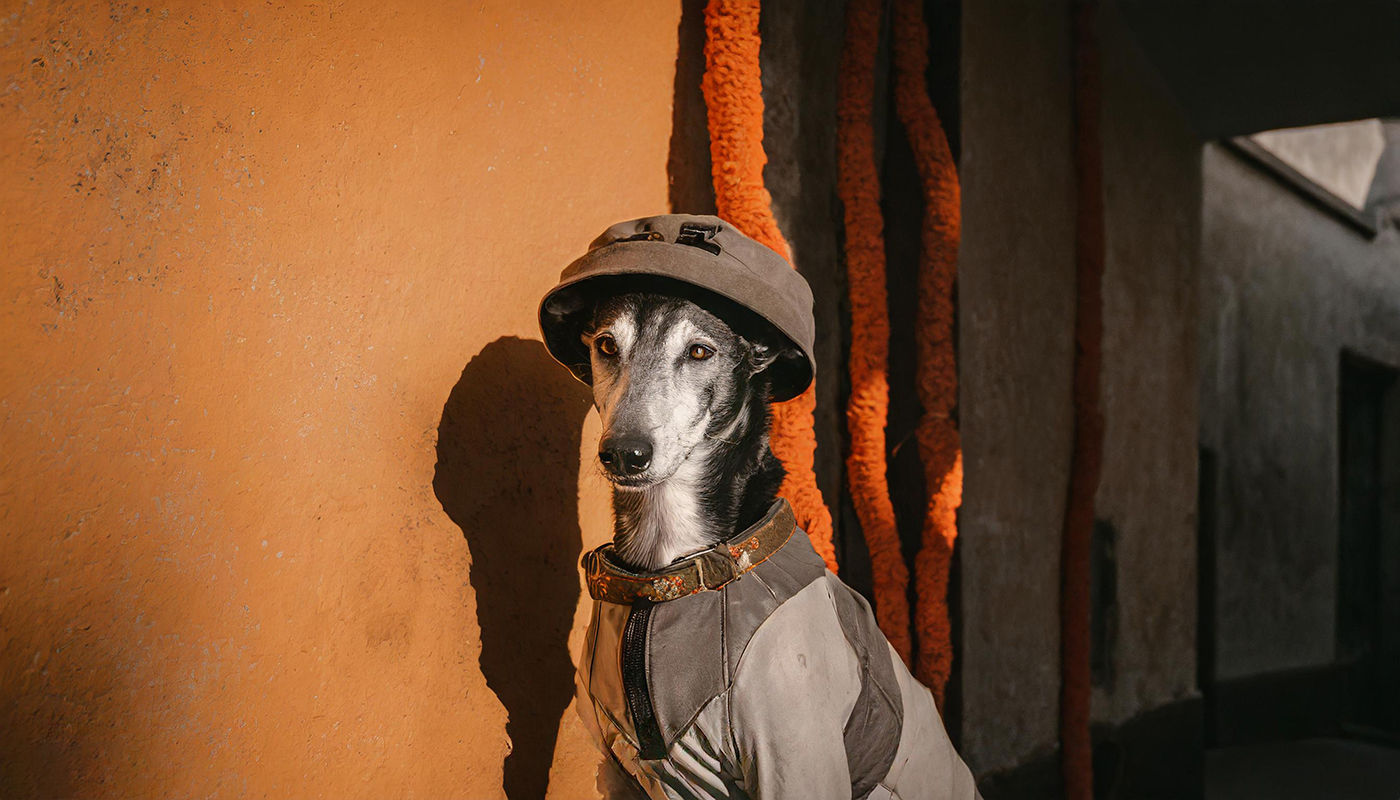 ST CACHORRO CHAPEU 0025