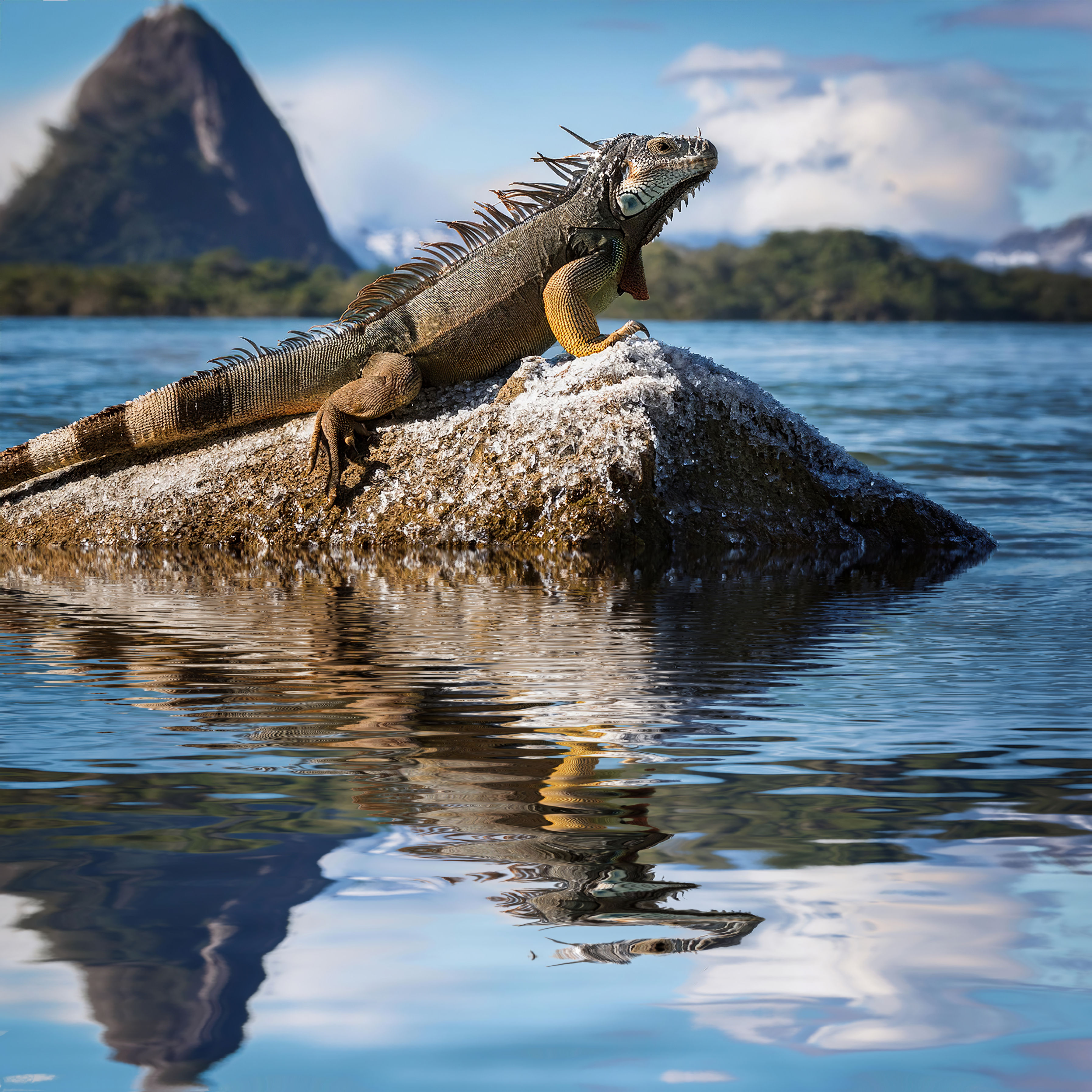 ST PÃO DE ACUCAR IGUANA 0005