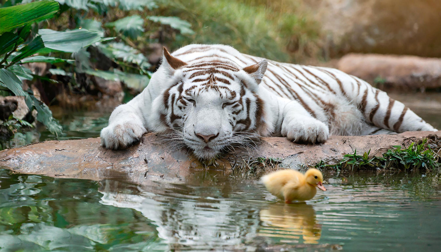 ST ANIMAL ALBINO 0004