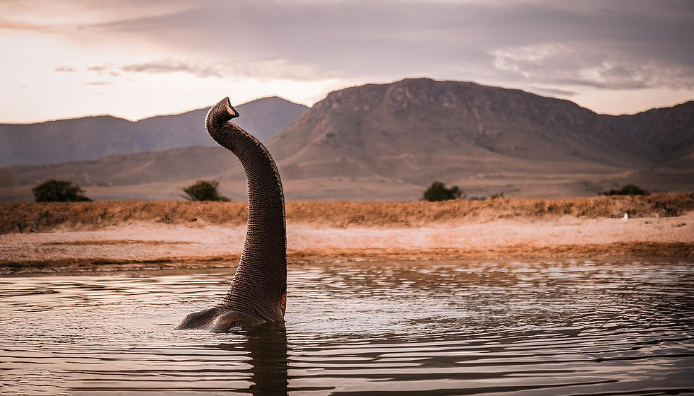 ST ELEFANTE TROMBA AI 0006