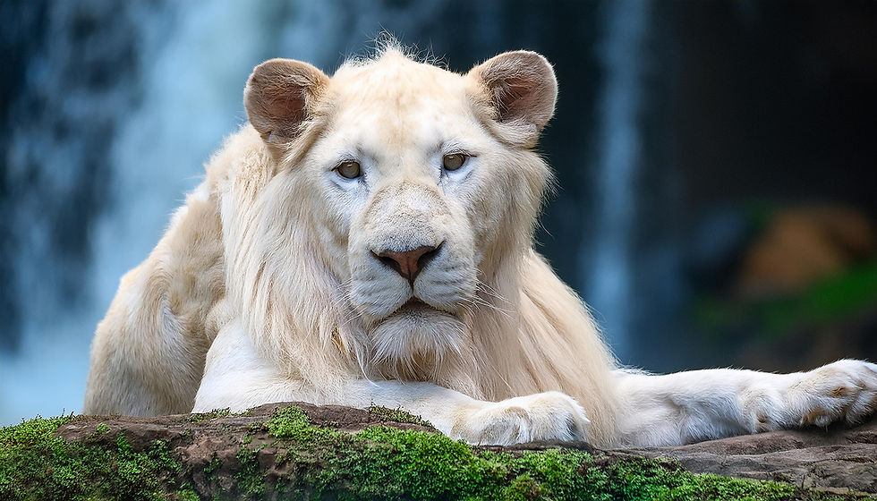 ST ANIMAL ALBINO 0030