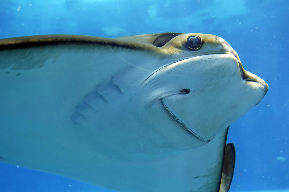 stingray-3399112