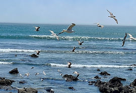 birds.jpg
