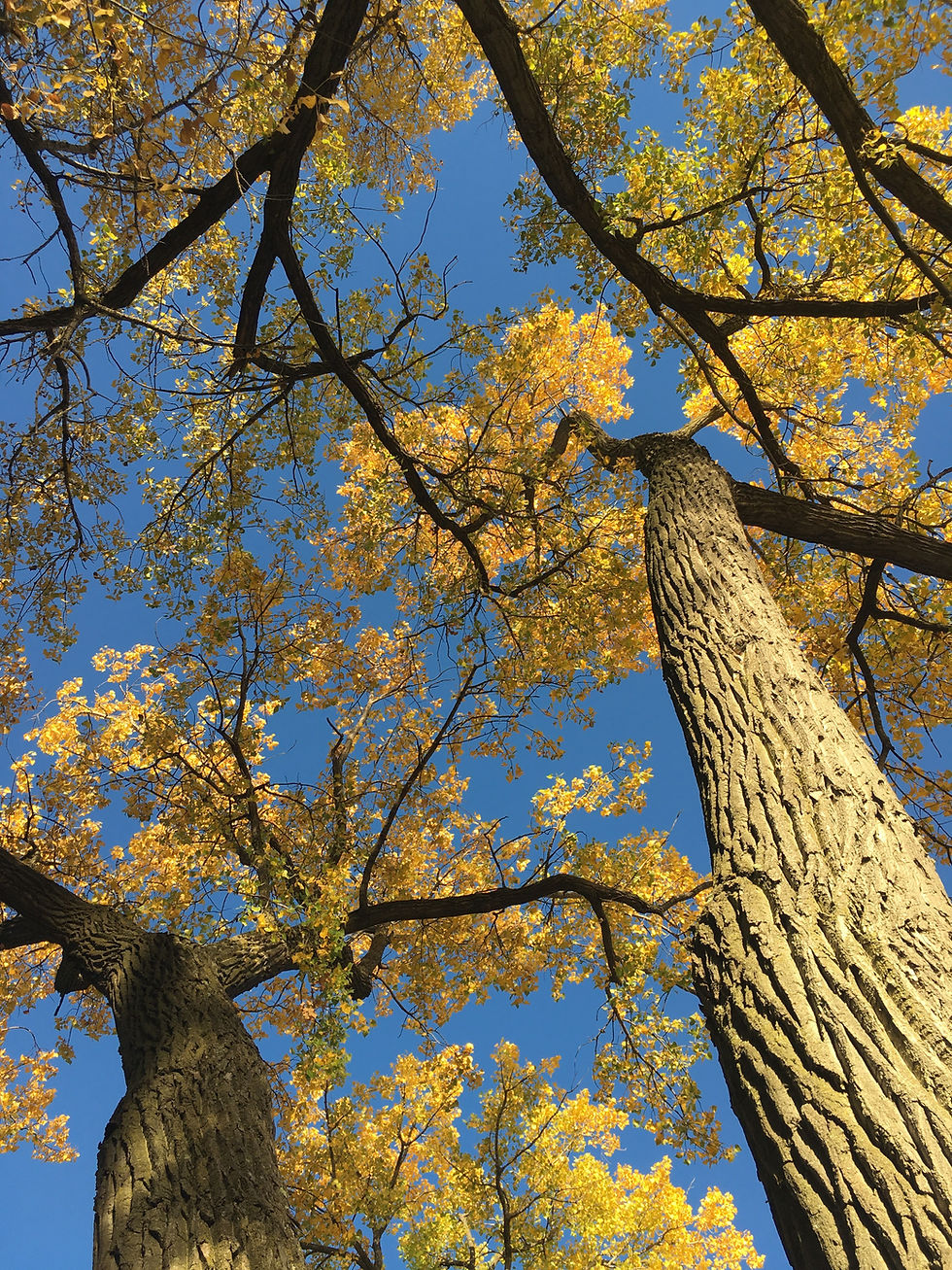 Yellow Trees - "Times are Changing"