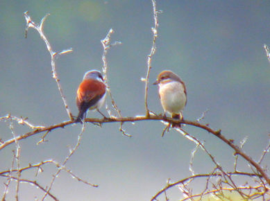 red-backed shrikes