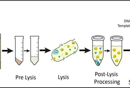 Cell Free Protein Synthesis: A Revolutionary Tool in Biotechnology