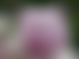 Stopping to Smell the Flowers