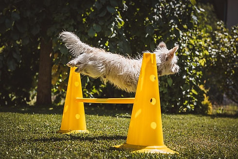dog-7360329_640.jpg