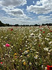 OBL Conventional Seeding 1.jpeg
