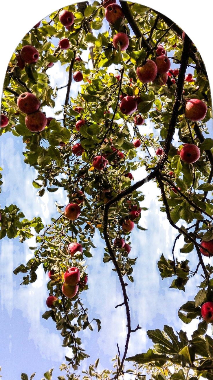 Apple Tree_edited.png