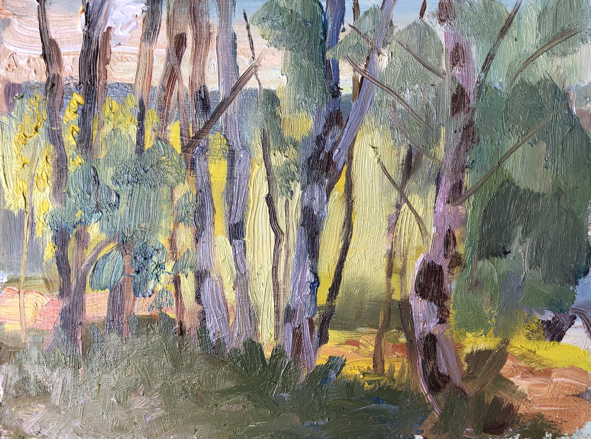 Backlit Birches - £250