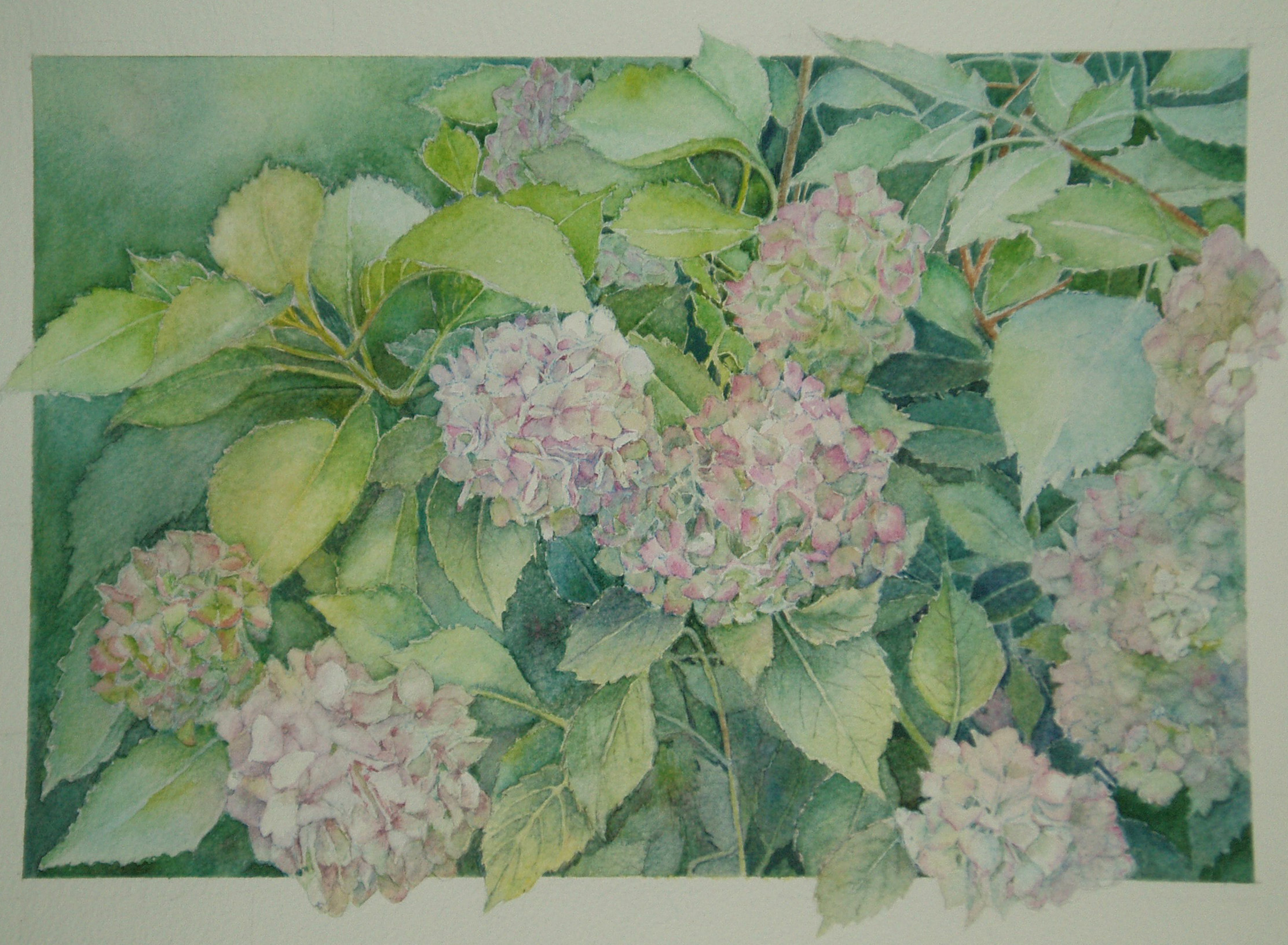 Hydrangeas - £225