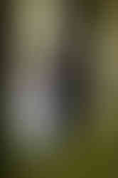 forest (5)