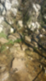 Cold Water Stream