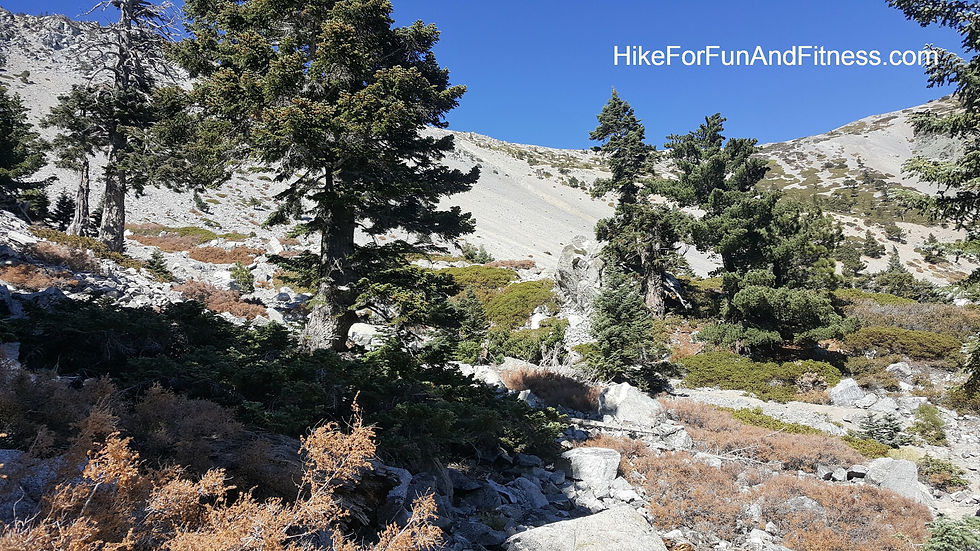 Mt. Baldy, San Antonio, Hollywood si