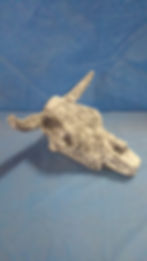 Cow Skull