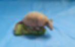 Armadillo Sm
