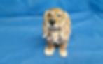 Cocker Spaniel