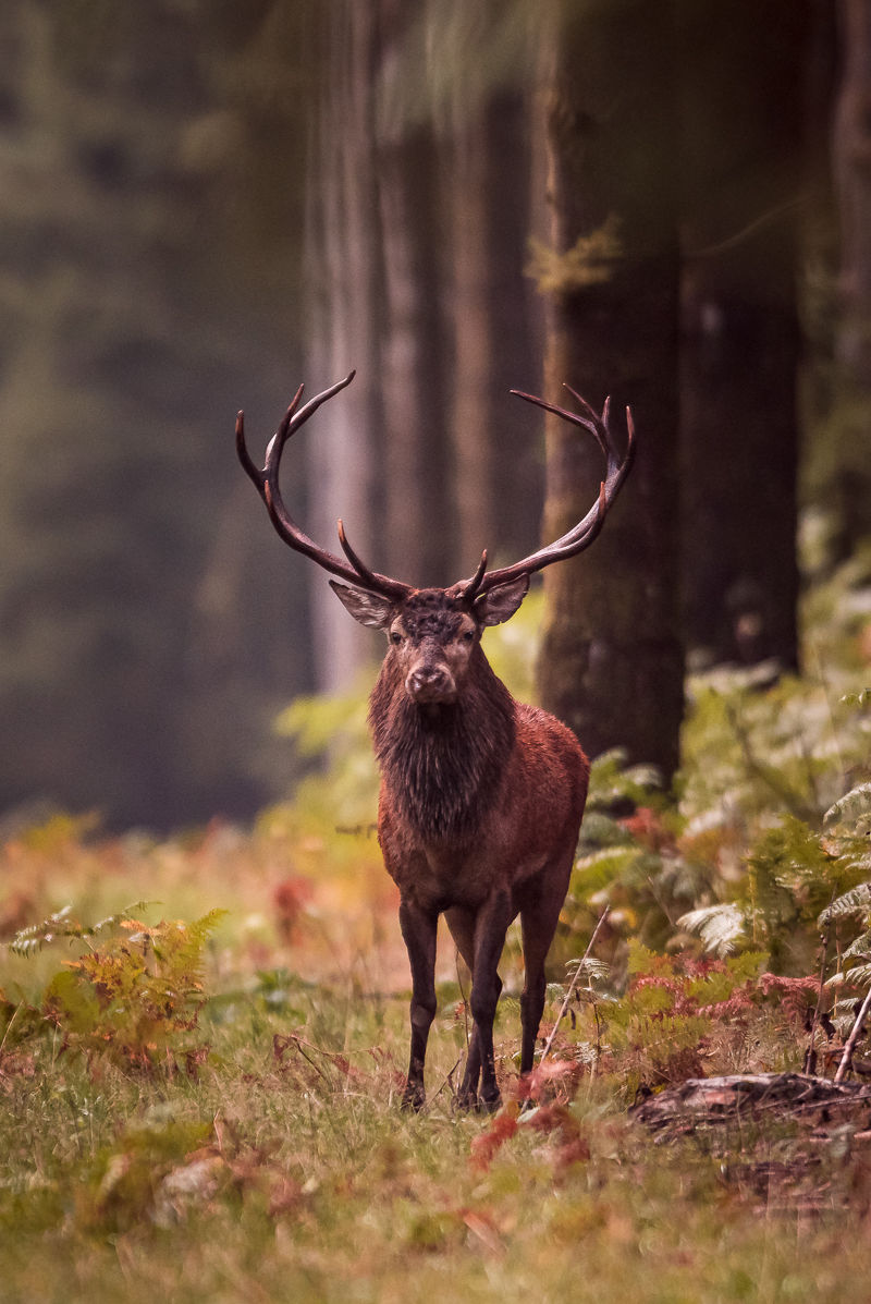 Photo de cerf