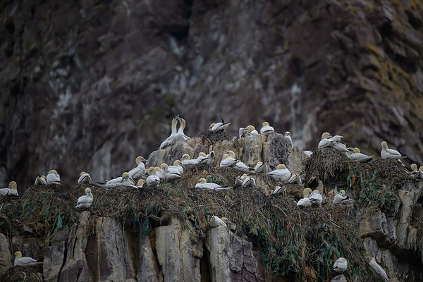 Photo d'une colonie de fous de Bassan
